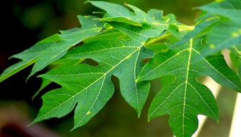 ಈ ಹಣ್ಣಿನ ಎಲೆಯ ರಸ ಕುಡಿದರೆ ಸಾಕು ಶುಗರ್‌ ಮೂಲದಿಂದಲೇ ಗುಣವಾಗುವುದು.. ಇನ್ಸುಲಿನ್ ಇಲ್ಲದೇ ಮಧುಮೇಹ ನಿವಾರಿಸುವ ಏಕೈಕ  ಔಷಧಿ! 