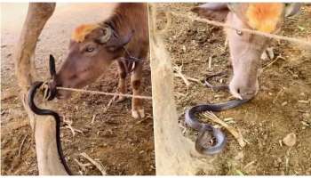 ವಿಷಕಾರಿ ನಾಗರ ಹಾವನ್ನೂ ಚಪ್ಪರಿ ತಿಂದ ಎಮ್ಮೆ..! ವಿಡಿಯೋ ನೋಡಿದ್ರೆ ಮೈ ಜುಮ್ಮೆನ್ನುತ್ತೆ..