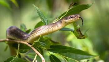 ನಿಮಗೆ ಕಚ್ಚಿದ್ದು ವಿಷಕಾರಿ ಹಾವಾ ಅಥವಾ ಅಲ್ವಾ ಅಂತ ಕಂಡು ಹಿಡಿಯೋಕೆ ಜಸ್ಟ್ ಹೀಗೆ ಮಾಡಿ! 