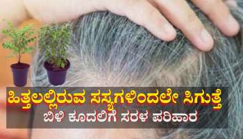 ಹಿತ್ತಲಲ್ಲಿ ಬೆಳೆಯುವ ಈ ಮೂರು ಸಸ್ಯಗಳಿಂದ ಶಾಶ್ವತವಾಗಿ ಕಪ್ಪಾಗುತ್ತೆ ಬಿಳಿ ಕೂದಲು... ಇದರ ಬಳಕೆಯೂ ತುಂಬಾ ಸುಲಭ 