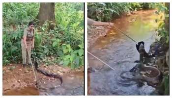 15 ಅಡಿ ಉದ್ದದ ದೈತ್ಯ ಕಾಳಿಂಗ ಸರ್ಪವನ್ನು ಬರೀ ಕೈಯ್ಯಲ್ಲಿ ರಕ್ಷಿಸಿದ ಮಹಿಳಾ ಅಧಿಕಾರಿ! ಮೈ ಜುಮ್ಮೆನ್ನಿಸುತ್ತದೆ ಈ ವಿಡಿಯೋ 