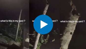 Viral Video: ಕಡುಗತ್ತಲೆಯಲ್ಲಿ ತೆಂಗಿನ ಮರದ ಮೇಲೆ ಕಾಣಿಸಿಕೊಂಡಿತ್ತು ಕಪ್ಪು ಆಕಾರ.. ಊರೂರನ್ನೇ ಬೆಚ್ಚಿಬೀಳಿಸಿತ್ತು ಅಲ್ಲಿ ಕಂಡ ದೃಶ್ಯ