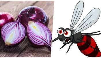 ಒಂದೇ ಒಂದು ಈರುಳ್ಳಿ ಶಾಶ್ವತವಾಗಿ &#039;ಸೊಳ್ಳೆಗಳನ್ನು ಮನೆಯಿಂದ ದೂರವಿಡುತ್ತೆ&#039;..! ಹೇಗೆ ಗೊತ್ತೆ..?