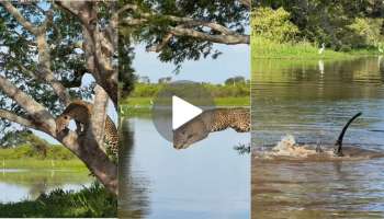 Viral Video: ವೈರಿಯ ಕೋಟೆಯೊಳಗೆ ನುಗ್ಗಿ  ಬೇಟೆಗಾರನನ್ನೇ ಬೇಟೆಯಾಡಿದ ರಣ ಬೇಟೆಗಾರ.. ನೀರಿನಲ್ಲಿದ್ದ ಮೊಸಳೆಯ ಜೊತೆ ಚಿರತೆಯ ಕಾದಾಟ 