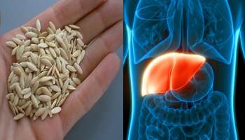 ಹಾಳಾದ ಲಿವರ್‌ ಸರಿಪಡಿಸುವ ಶಕ್ತಿಯುತ ತರಕಾರಿ... ಇದರ ಬೀಜ ಸೇವಿಸಿದರೆ ನೈಸರ್ಗಿಕವಾಗಿಯೇ ಸಂಪೂರ್ಣ ಸ್ವಚ್ಛವಾಗುವುದು ಲಿವರ್!