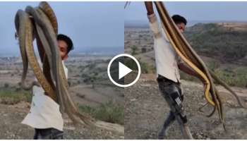 ಹಗ್ಗ ಹಿಡಿದುಕೊಂಡಂತೆ ಹಾವುಗಳನ್ನ ಬರೀ ಕೈಯಲ್ಲಿ ಹಿಡಿದ ಭೂಪ.. ಮುಂದಾಗಿದ್ದೇನು..?! ಬೆಚ್ಚಿ ಬಿಳಿಸುವ ವಿಡಿಯೋ ವೈರಲ್‌