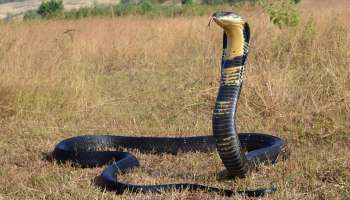 ನಿಮ್ಮ ಅಡುಗೆ ಮನೆಯ ಈ ವಸ್ತುಗಳ ವಾಸನೆಗೆ ಹಾವುಗಳು ಸುಸ್ತಾಗಿ ಹೋಗುತ್ತವೆ! ಜೀವ ಭಯದಿಂದ ಹೆದರಿ ಓಡುತ್ತವೆ