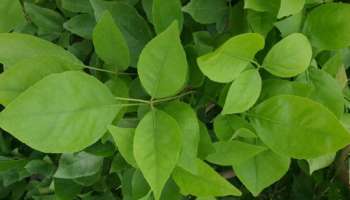  ಶ್ರಾವಣ ಮಾಸದಲ್ಲಿ ಈ ಗಿಡಗಳನ್ನು ನೆಟ್ಟರೆ ನೀವು ಖಂಡಿತ ಕೋಟ್ಯಾಧಿಪತಿಯಾಗುತ್ತೀರಿ!