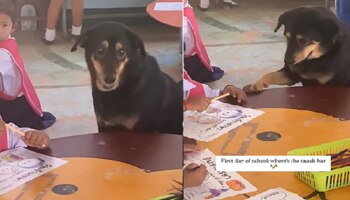 ತರಗತಿಯಲ್ಲಿ ಬಾಲಕನ ಪಕ್ಕದಲ್ಲಿ ಕುಳಿತು ಪಾಠ ಕೇಳಿದ ನಾಯಿ...! ವಿಡಿಯೋ ವೈರಲ್