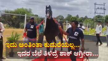 ದುಬಾರಿ ಕುದುರೆ ‘ರೋಲೆಕ್ಸ್’ ನೋಡಲು ಮುಗಿಬಿದ್ದ ಜನ: ಇದರ ಬೆಲೆ ಕೇಳಿದ್ರೆ ಬೆಚ್ಚಿ ಬೀಳ್ತೀರಾ.. 