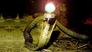 ನಾಗರಹಾವಿನಲ್ಲಿ ನಿಜಕ್ಕೂ ನಾಗಮಣಿ ಇರುವುದೇ? ತಜ್ಞರೇ ಬಹಿರಂಗಪಡಿಸಿದ ಶಾಕಿಂಗ್‌ ರಹಸ್ಯ.. 