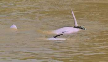 Viral Video: ಅಬ್ಬಬ್ಬಾ.. ಅನಕೊಂಡಾ ಹಾವಿನ ಜೊತೆ ಡಾಲ್ಫಿನಗಳ ತುಂಟಾಟ.. ಬೇಸತ್ತು ಧೈತ್ಯ ಹಾವು ಮಾಡಿದ್ದೇನು ಗೊತ್ತಾ..?