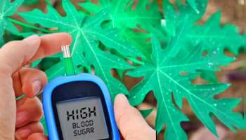 ಈ ಹಣ್ಣಿನ ಎಲೆಯ ರಸವನ್ನು ವಾರದಲ್ಲಿ ಮೂರು ದಿನ ಕುಡಿಯಿರಿ.. ಮಧುಮೇಹ ಮೂಲದಿಂದಲೇ ಗುಣವಾಗುವುದು!