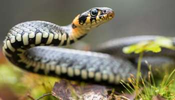 ಮಳೆಗಾಲದಲ್ಲಿ ಮನೆ ಮುಂದೆ ಈ ಗಿಡಗಳನ್ನು ಬೆಳೆಸಿ.. ಒಂದೇ ಒಂದು ಹಾವು ಹತ್ತಿರವೂ ಬರುವುದಿಲ್ಲ!