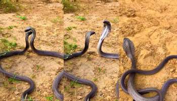 Snake Viral Video: ಹಾವು ಪ್ರೇಮಿಗಳ ಮುದ್ದು ಜಗಳ.. ಪ್ರೇಯಸಿ ನಾಗಿಣಿ ಕಣ್ಣೀರಿಗೆ ಮರುಗಿದ ನಾಗರಾಜ..