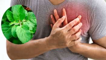 ಹಾರ್ಟ್‌ ಅಟ್ಯಾಕ್‌ ಆದ ತಕ್ಷಣವೇ ನಾಲಿಗೆ ಮೇಲೆ ಈ ಎಲೆಯ ರಸ ಹಿಂಡಿ.. ಹೃದಯಾಘಾತದಿಂದ ಜೀವ ಉಳಿಸುವ ಏಕೈಕ ಮದ್ದು!