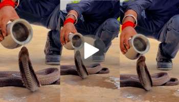 Viral Video: ದಣಿದ ಸರ್ಪಕ್ಕೆ ನೀರು ಕುಡಿಸಿ ದಾಹ ನೀಗಿಸಿದ ಭೂಪ.. ಸಹಾಯಕ್ಕೆ ಮೆಚ್ಚಿದ ಹಾವು ಮಾಡಿದ್ದೇನು ಗೊತ್ತಾ..?