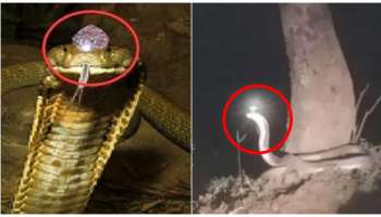 ಅಪರೂಪದ ನಾಗಮಣಿ ಹೊತ್ತ ಹಾವು ಪತ್ತೆ..! ಸಂಶೋಧನೆ ವೇಳೆ ಬಹಿರಂಗವಾಯ್ತು ಆಘಾತಕಾರಿ ರಹಸ್ಯಗಳು.. ವಿಡಿಯೋ ನೋಡಿ..