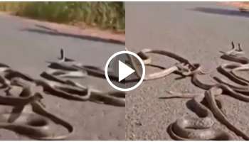 ನಡು ರಸ್ತೆಯಲ್ಲಿ 10 ನಾಗರ ಹಾವುಗಳು, ಒಂದು ನಾಗಿಣಿ..! ಮೈ ನಡುಗಿಸುವ ವಿಡಿಯೋ ವೈರಲ್‌