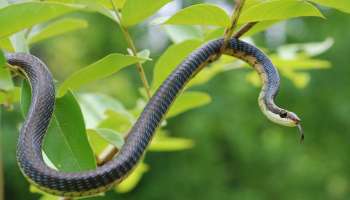 ಈ ಗಿಡವೆಂದರೆ ಹಾವುಗಳಿಗೆ ಪ್ರಾಣ.. ಮಳೆಗಾಲದಲ್ಲಿ ಇವು ವಿಷಸರ್ಪಗಳ ಆಶ್ರಯ ತ್ರಾಣ! 