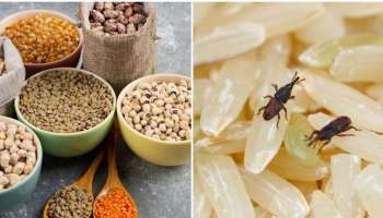 ಮಳೆಗಾಲದಲ್ಲಿ ಧಾನ್ಯಗಳನ್ನು ಕೀಟಗಳಿಂದ ರಕ್ಷಿಸುತ್ತೆ ಈ ಎಲೆ! ಜಸ್ಟ್‌ ಕಾಳುಗಳಲ್ಲಿ ಇಡಿ ಸಾಕು.. 