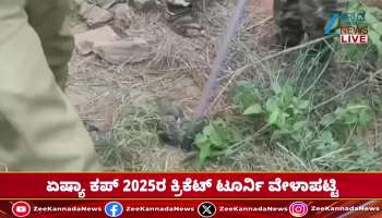 Leopard cub in sugarcane field