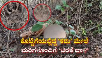 ಮರಳಾಪುರದಲ್ಲಿ ಕರು ಎಳೆದೊಯ್ದ ಚಿರತೆ; ಚಿರತೆ ಮರಿಗಳ ಹೆಜ್ಜೆ ಗುರುತು ಕೂಡ ಪತ್ತೆ