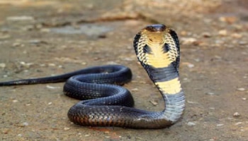 ಹಾವು ಕಡಿತದಿಂದ ಸತ್ತ ವ್ಯಕ್ತಿಯನ್ನ ಸುಡುವುದಿಲ್ಲ, ಹೂಳುವುದಿಲ್ಲ! ಇದಕ್ಕಿದೆ ಬೇರೆಯೇ ಕಾರಣ..