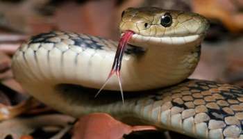 ಹಾವು ಮನೆಯೊಳಗೆ ಬಂದರೆ ತಕ್ಷಣ ಹೀಗೆ ಮಾಡಿ ಮುಗಿತು.. ಯಾವ ಕಾರಣಕ್ಕೂ ನಿಮ್ಗೆ ಕಚ್ಚಲ್ಲ..! 