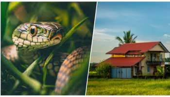 ಈ ಸಣ್ಣ ವಸ್ತು ನಿಮ್ಮ ಮನೆಯಲ್ಲಿದ್ದರೇ ಒಂದೇ ಒಂದು ಹಾವು ಹತ್ತಿರವೂ ಬರಲ್ಲ..! ಅಷ್ಟು ಫವರ್‌ ಫುಲ್‌ ಇದು