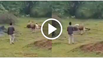 ಹಸಿದು, ಬೇಟೆಯಾಡಿ ತಿನ್ನುತ್ತಿದ್ದ ಸಿಂಹವನ್ನ ಕೆಣಕಿದ ಭೂಪ.. ಒಂದೇ ಒಂದು ಕ್ಷಣ..! ಮುಂದಾಗಿದ್ದೇನು..? ವಿಡಿಯೋ ವೈರಲ್‌