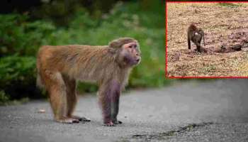 Viral Video: ಅರಿವಿಲ್ಲದೇ ಮಾಡಿದ ಸಣ್ಣ ತಪ್ಪಿಗೆ ಜೀವವನ್ನೇ ಕಳೆದುಕೊಂಡ ಕೋತಿ! ವಿಡಿಯೋ ನೋಡಿದ್ರೆ ಎಂತವರಿಗೂ ಕಣ್ಣೀರು ಬರುತ್ತೆ.. 