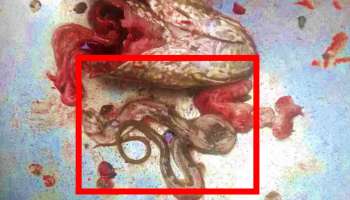 ಸಾಂಬಾರ್‌ ಮಾಡಲು ತಂದ ಮೀನಿನ ಹೊಟ್ಟೆಯಲ್ಲಿತ್ತು ವಿಚಿತ್ರ ನಿಗೂಢ ಜೀವಿ..! ಭಯಾನಕ ಜಂತು ನೋಡಿ..