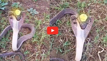 Viral Video: ನಾಗರಹಾವಿನ ತಲೆಯ ಮೇಲೆ ನಾಗಮಣಿ.. ಸಂಚಲನ ಸೃಷ್ಟಿಸುತ್ತಿರುವ ವಿಡಿಯೋ