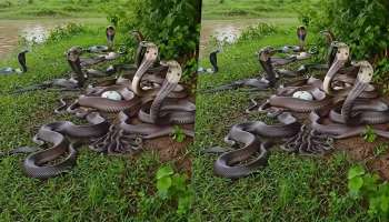 ಒಂದೇ ಸ್ಥಳದಲ್ಲಿ ನೂರಾರು ನಾಗರ ಹಾವುಗಳು.. ವೈರಲ್ ಆಯ್ತು ವಿಡಿಯೋ..!