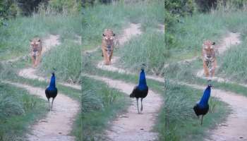 Viral Video: ಸ್ವಾತಂತ್ರ್ಯ ದಿನಚರಣೆಯಂದು ಪ್ರಕೃತಿಯ ಮಡಿಲಲ್ಲಿ ಒಟ್ಟಿಗೆ ಕಾಣಿಸಿಕೊಂಡ ಹುಲಿ, ನವಿಲು! ರಾಷ್ಟ್ರಪ್ರಕ್ಷಿಯ ಸೌಂದರ್ಯಕ್ಕೆ ಮನಸೋತ ವ್ಯಾಘ್ರನ ವಿಡಿಯೋ ವೈರಲ್‌