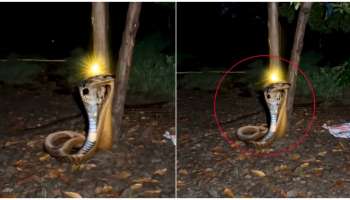 ಘಟಸರ್ಪದ ಎಡೆ ಮೇಲೆ ನಾಗಮಣಿ.. ನಡು ರಾತ್ರಿ ಪ್ರಜ್ವಲಿಸಿದ ಬೆಳಕು..! ಭಯಾನಕ ವಿಡಿಯೋ ವೈರಲ್