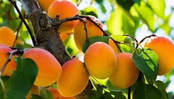 ಕೊಲೆಸ್ಟ್ರಾಲ್ ರೋಗಿಗಳ ಪಾಲಿನ ಅಮೃತ ಈ ಹಣ್ಣು... ವರ್ಷಕ್ಕೆ ಒಮ್ಮೆ ತಿನ್ನಿ ಸಾಕು ಹೃದಯದ ಕಾಯಿಲೆ ಜನ್ಮವಿಡೀ ಬರೋಲ್ಲ!