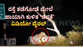 ರಸ್ತೆ ತಡೆಗೋಡೆ ಮೇಲೆ ಹಾಯಾಗಿ ಕುಳಿತ ಚಿರತೆ: ಅಪರೂಪದ ವಿಡಿಯೋ ವೈರಲ್ 