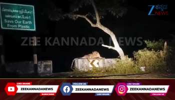 Leopard sitting on the national highway: Watch viral video