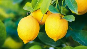 ಈ ಕಾಯಿಲೆ ಇದ್ದರೇ ನಿಂಬೆಹಣ್ಣಿನ ವಾಸನೆಯನ್ನೂ ನೋಡಬಾರದು.. ಅಪ್ಪತಪ್ಪಿ ತಿಂದರಂತೂ ಮುಗಿದೇ ಹೋಯ್ತು!