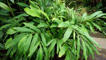 ಬರೀ 150 ರೂ. ಖರ್ಚು ಮಾಡಿ ಈ ಗಿಡ ಬೆಳೆದರೆ ತಿಂಗಳಿಗೆ 15 ಲಕ್ಷ ರೂ. ಲಾಭ ಫಿಕ್ಸ್‌! ರಾತ್ರೋರಾತ್ರಿ ಲಕ್ಷಾಧಿಪತಿಯನ್ನಾಗಿಸುವ ʼಬಂಗಾರದ ಬೆಳೆʼ 