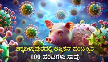 ಚಿಕ್ಕಬಳ್ಳಾಪುರದಲ್ಲಿ ಆಫ್ರಿಕನ್ ಹಂದಿ ಜ್ವರ: 100 ಹಂದಿಗಳು ಸಾವು, ಜನರಿಗೆ ಆತಂಕ ಬೇಡವೆಂದ ಇಲಾಖೆ