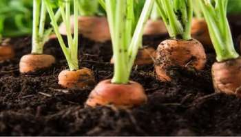 ಕಡಿಮೆ ಖರ್ಚಿನಲ್ಲಿ ಒಂದೇ ತರಕಾರಿ ಬೆಳೆದರೆ ಸಿಗುತ್ತೇ ಹೆಚ್ಚಿನ ಲಾಭ.. ಆರೈಕೆ ಇಲ್ಲದಿದ್ದರೂ ಹೆಚ್ಚು ಇಳುವರಿಯೊಂದಿಗೆ ರೈತರಿಗೆ ಸಿಗುತ್ತೆ ಲಕ್ಷಗಟ್ಟಲೇ ಹಣ..