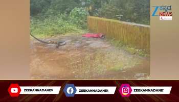 King Cobra  caught in sakaleshpura