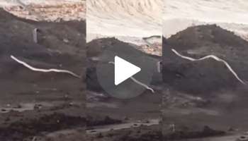 White Cobra Viral Video: ಕಪ್ಪು ಕಲ್ಲಿದ್ದಲ ಕೋಟೆಯ ನಡುವೆ ಅಪರೂಪದ ಶ್ವೇತ ನಾಗ! 15 ಅಡಿ ಹಾವಿನ ದರ್ಶನ ಪಡೆದು ಸುಸ್ತಾಯ್ತು ಸೋಷಿಯಲ್‌ ಮಿಡಿಯಾ