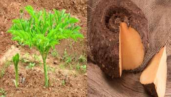 ಭಾರತದ ಪ್ರತಿ ಮನೆಗಳಲ್ಲಿ ನೆಡಬೇಕಾದ ಬಹುಪಯೋಗಿ ಗಡ್ಡೆ ಇದು.. ಆರೋಗ್ಯ ಅಷ್ಟೇ ಅಲ್ಲ ದುಡ್ಡಿನ ಸುರಿಮಳೆ ಸುರಿಸುತ್ತೆ ಈ ಸಸ್ಯ