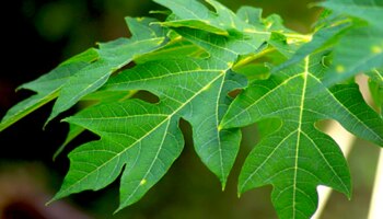 ವಾರದಲ್ಲಿ ಮೂರು ದಿನ ಈ ಹಣ್ಣಿನ ಎಲೆಯ ರಸ ಕುಡಿದರೆ ಮಧುಮೇಹ ಮೂಲದಿಂದಲೇ ಗುಣವಾಗುವುದು! ಕ್ಯಾನ್ಸರ್‌ ಕಾಯಿಲೆಗೆ ಇದೊಂದೇ ಔಷಧ