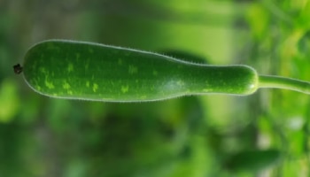 ಡಾಕ್ಟರ್‌ಗಳೇ ಆಶ್ಚರ್ಯ ಪಡುವ ಈ ತರಕಾರಿ.. ಡಯಾಬಿಟೀಸ್, ಕೊಲೆಸ್ಟ್ರಾಲ್ ಶತ್ರು!