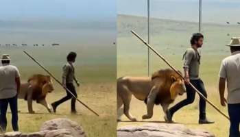 ಕೋಲಿಡಿದು ಕಾಡಿನಲ್ಲಿ ಓಡಾಟ.. ಸ್ಟಾರ್‌ ನಟನಿಗೆ ಸಿಂಹವೇ ಈಗ ಸ್ನೇಹಿತ! 